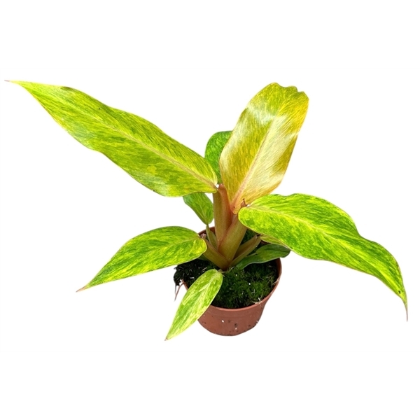 Philodendron Orange Marmalade 10,5Ø 25cm