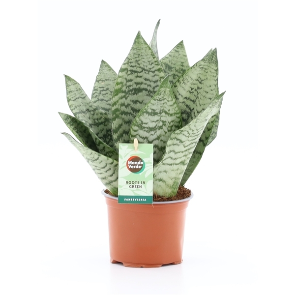 Sansevieria trifasciata Black Coral 12Ø 35cm 3pp