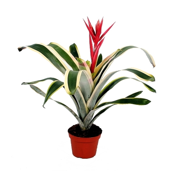 Aechmea Felicia 15Ø 55cm