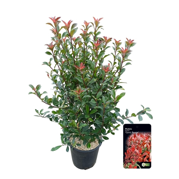 Photinia fraseri Carre Rouge 40Ø 140cm