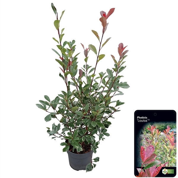Photinia fra. Louise 32Ø 125cm