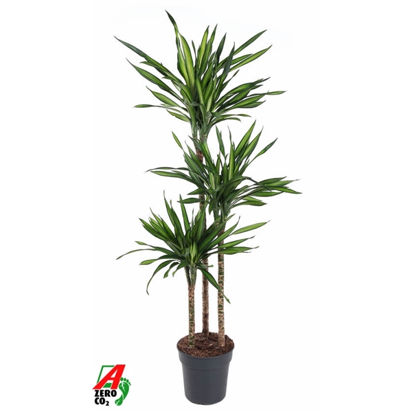Dracaena Riki 90-60-30 24Ø 140cm 3pp