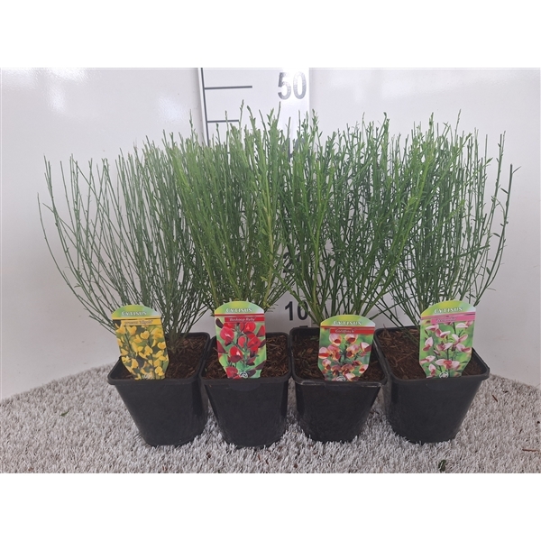 Cytisus mix 14Ø 45cm