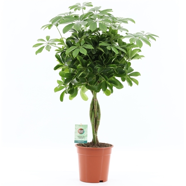 Schefflera arboricola Nora 19Ø 75cm 4pp