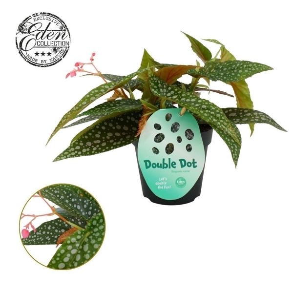 Begonia leaf Double Dot 12Ø 20cm