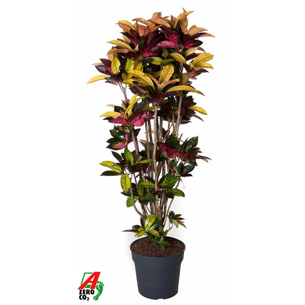 Codiaeum variegatum Mrs Iceton Branched 34Ø 160cm 1pp