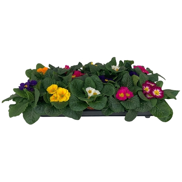 Primula acaulis mix 9Ø 12cm