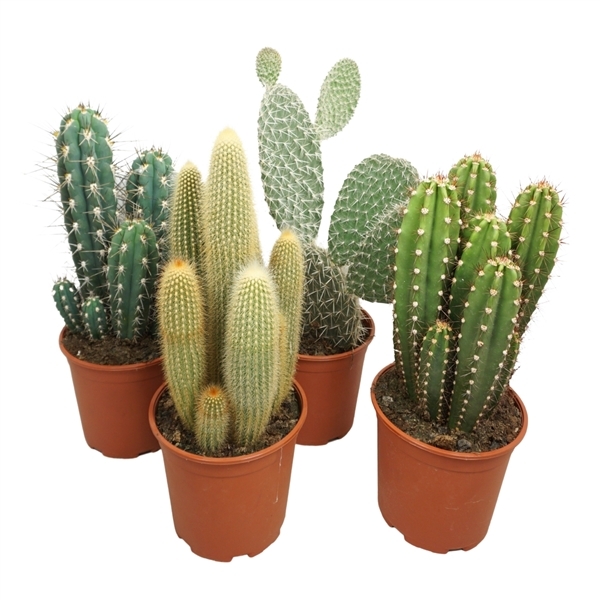 Cactus mix 21Ø 50cm