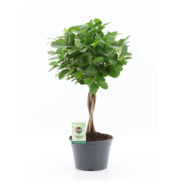 Ficus Microcapra Moclame 20Ø 70cm 4pp