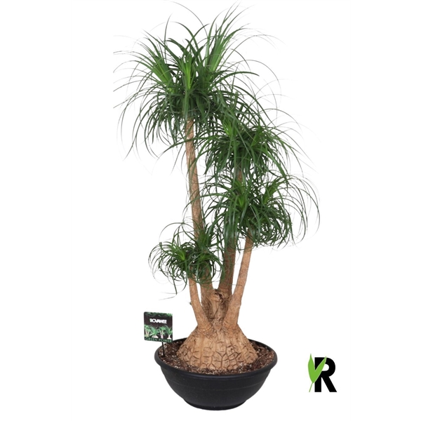 Nolina Recurvata (Beaucarnea) 50Ø 140cm