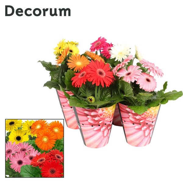 Gerbera mixed potcover 12Ø 20cm 3fl