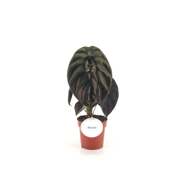 Alocasia cuprea Red Secret 12Ø 30cm 1pp