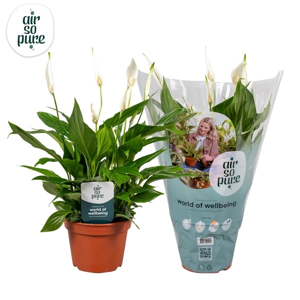 Spathiphyllum Pearl Cupido 15Ø 45cm 6fl