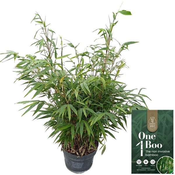 Fargesia robusta Pingwu 23Ø 75cm