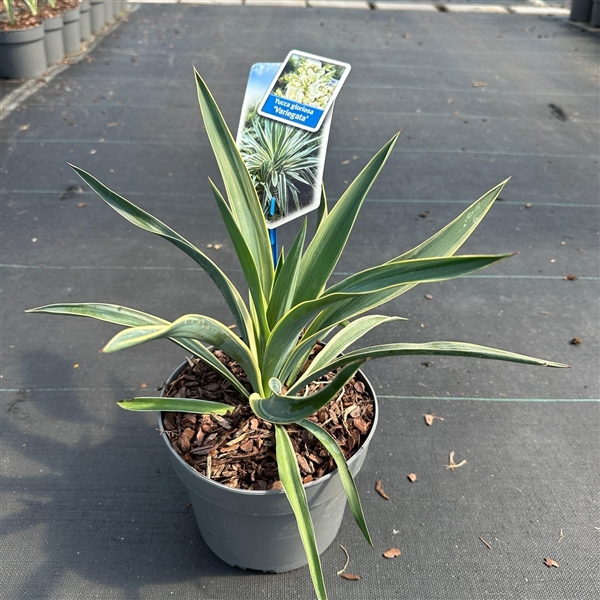 Yucca gloriosa Variegata 17Ø 50cm