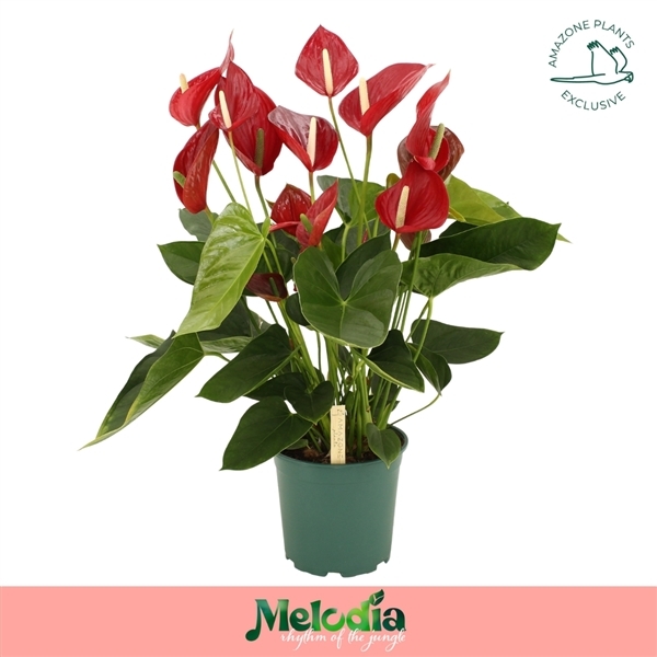 Anthurium Melodia 21Ø 80cm 10fl