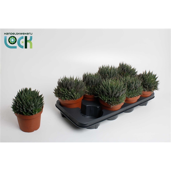 Aloe Aristata (Cites) 14Ø 20cm