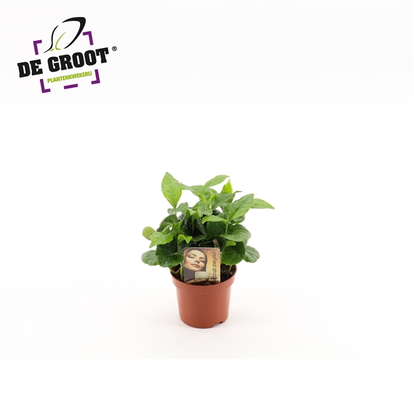 Coffea Arabica 9Ø 20cm