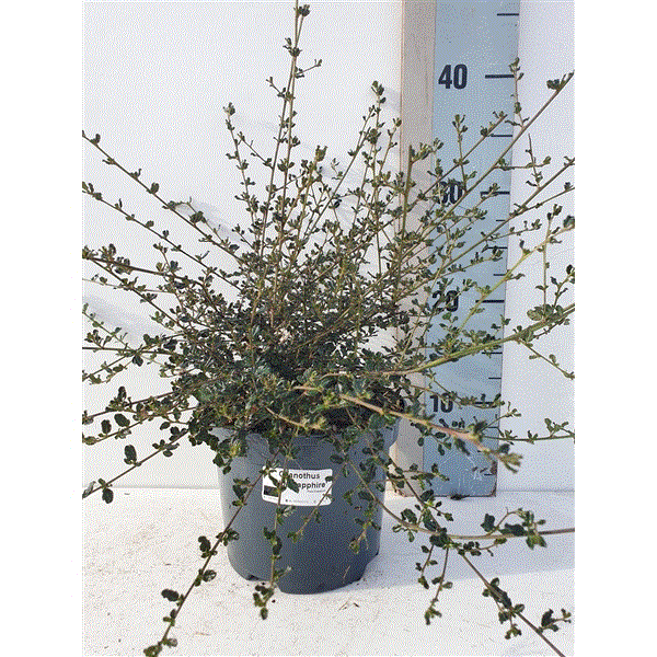 Ceanothus Blue Sapphire 17Ø 30cm