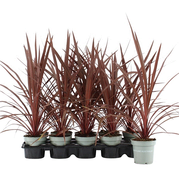 Cordyline Australis Red Star 11Ø 45cm
