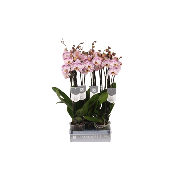 Phalaenopsis Spotted World 12Ø 60cm 3st 22fl