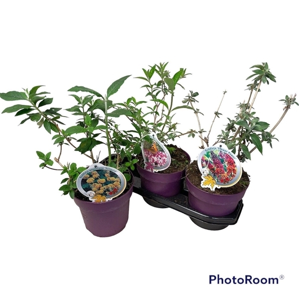 Buddleja davidii mix special 19Ø 50cm