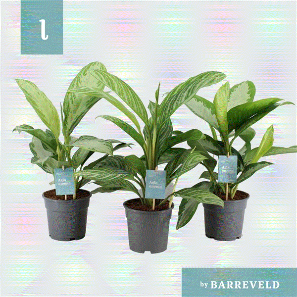 Aglaonema mix 17Ø 65cm 3pp