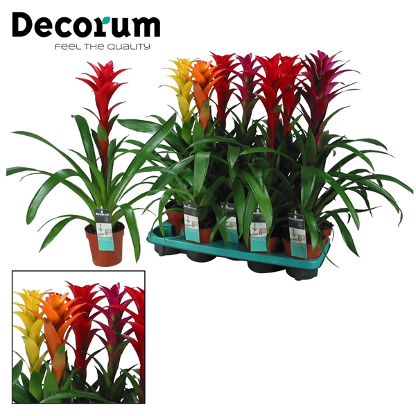 Guzmania mixed Maxima 13Ø 60cm