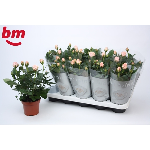 Rosa Beau Monde L pink 12Ø 28cm