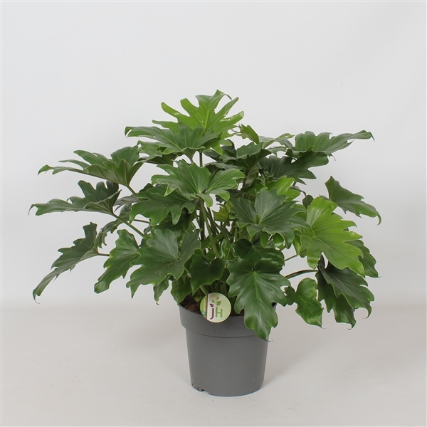 Philodendron selloum Little Hope 21Ø 55cm