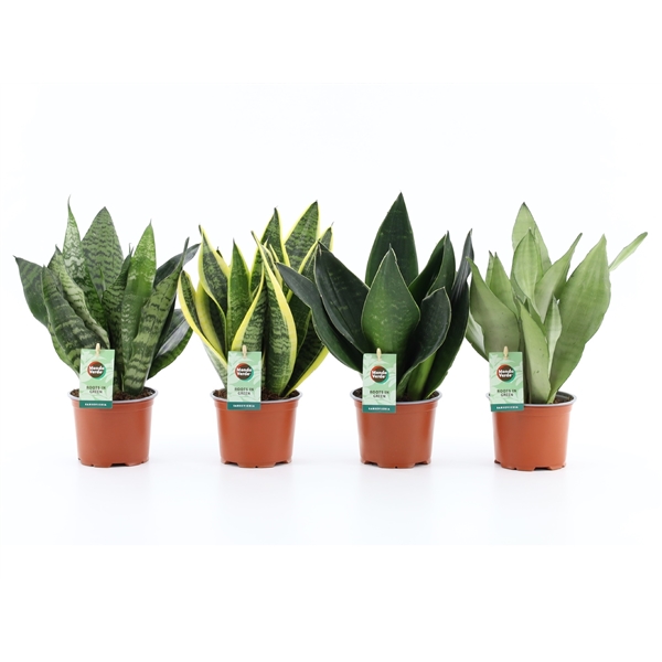Sansevieria mix 12Ø 35cm 3pp
