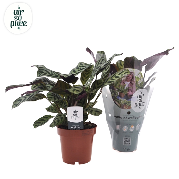 Ctenanthe Burle-marxii 12Ø 25cm