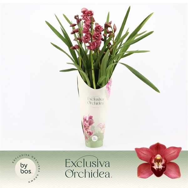 Cymbidium Jolly Red in potcover 14Ø 70cm 5st