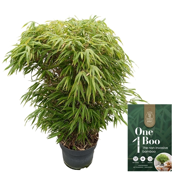 Fargesia rufa 29Ø 100cm