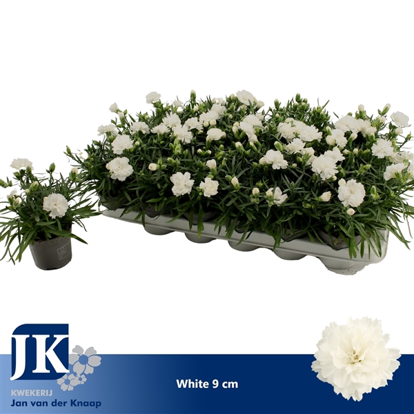Dianthus hybr. Dinah 9Ø 15cm