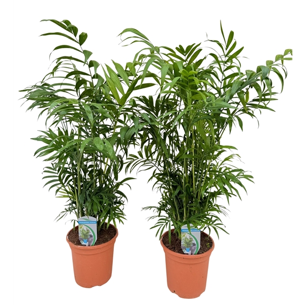 Chamaedorea elegans 17Ø 80cm