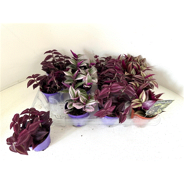 Tradescantia mix 7Ø