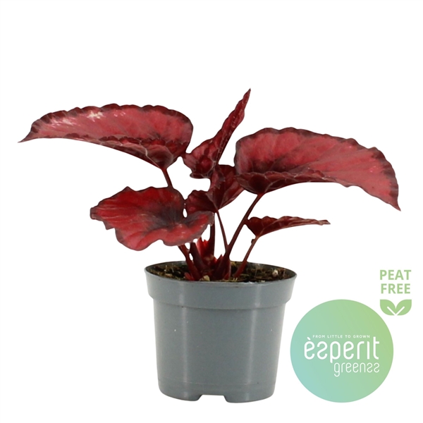 Begonia leave magic colours Red Kiss 8,5Ø 20cm