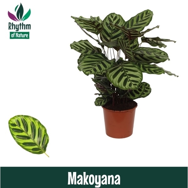 Calathea Makoyana 17Ø 65cm