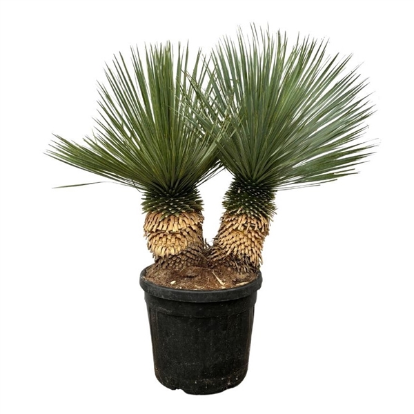 Yucca Rostrata double stem 50Ø 120cm