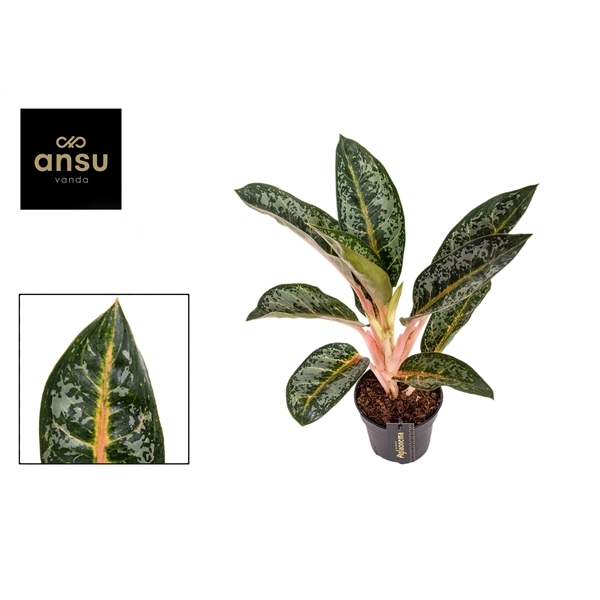 Aglaonema Orange Flame 12Ø 40cm 1pp