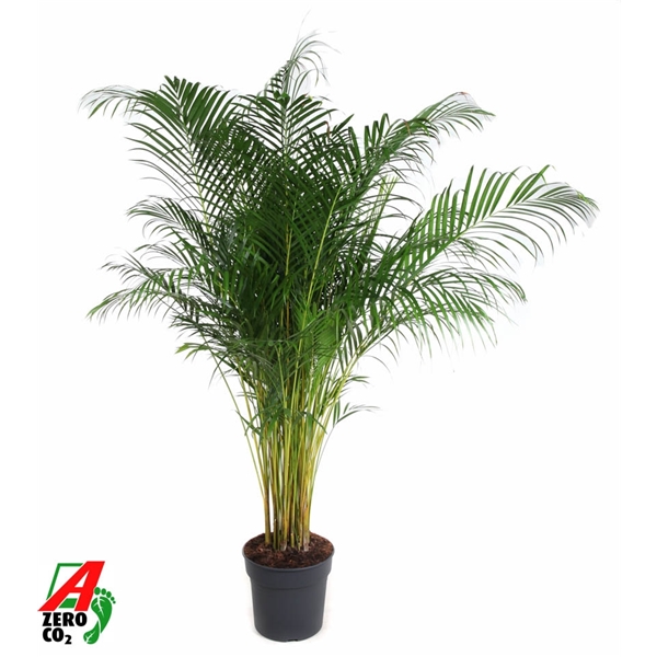 Dypsis lutescens 34Ø 210cm 20pp