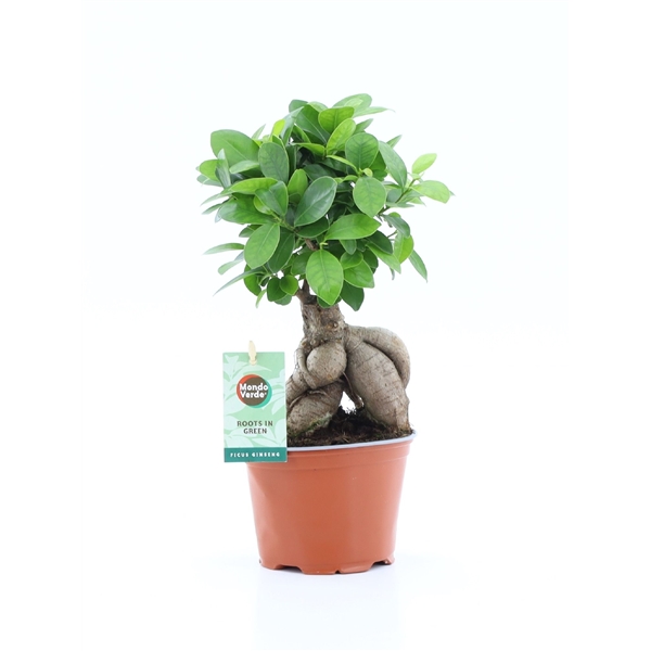 Ficus mi Ginseng 12Ø 30cm 1pp