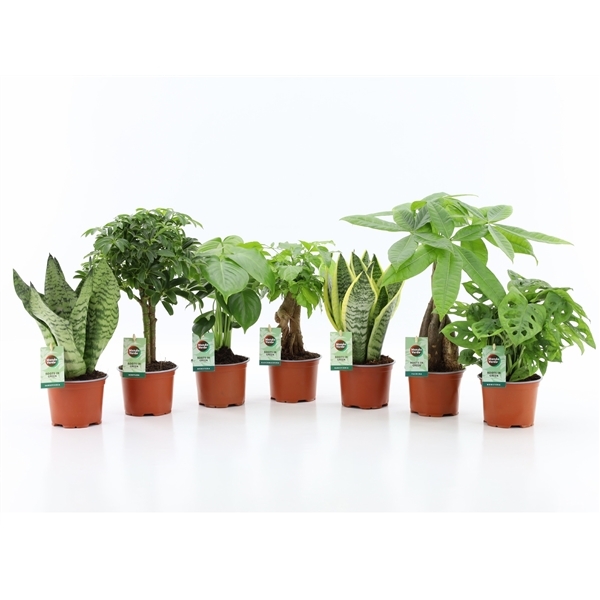 Plant mix Easy to Care 12Ø 35cm