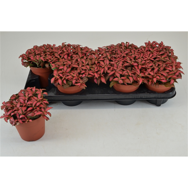 Fittonia verschaffeltii Forest Flame 12Ø 20cm