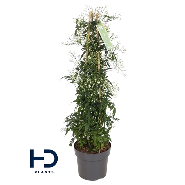 Jasminum polyanthum 17Ø 65cm 500fl