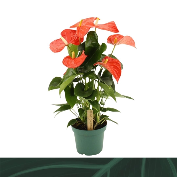 Anthurium Andreanum Florida 14Ø 50cm 5fl