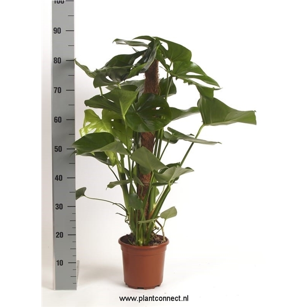 Monstera deliciosa 19Ø 100cm 8pp