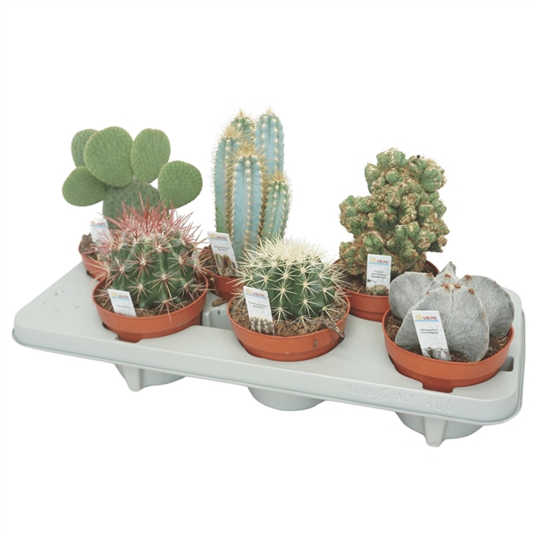 Cactus mix 13Ø 15cm