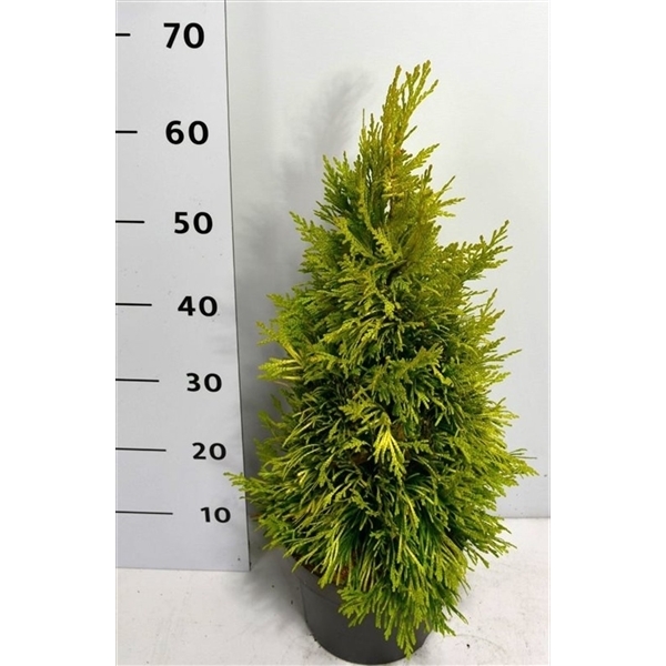 Thuja plicata 4ever 23Ø 75cm